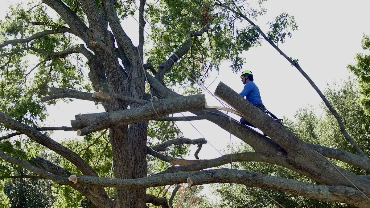 Professional Crown Thinning performed by certified arborists in Luttrell