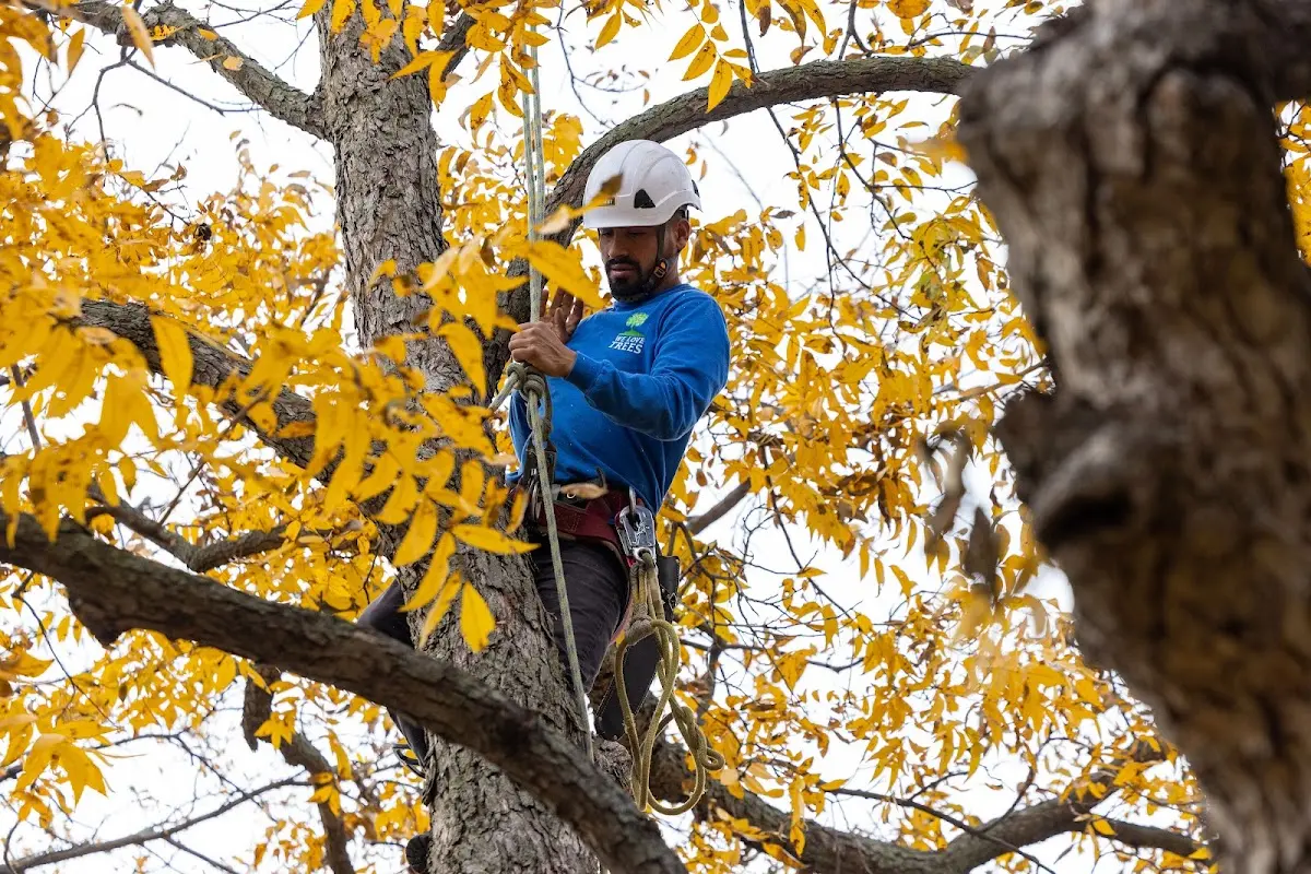 Skilled Tree Pruning crew working in Luttrell