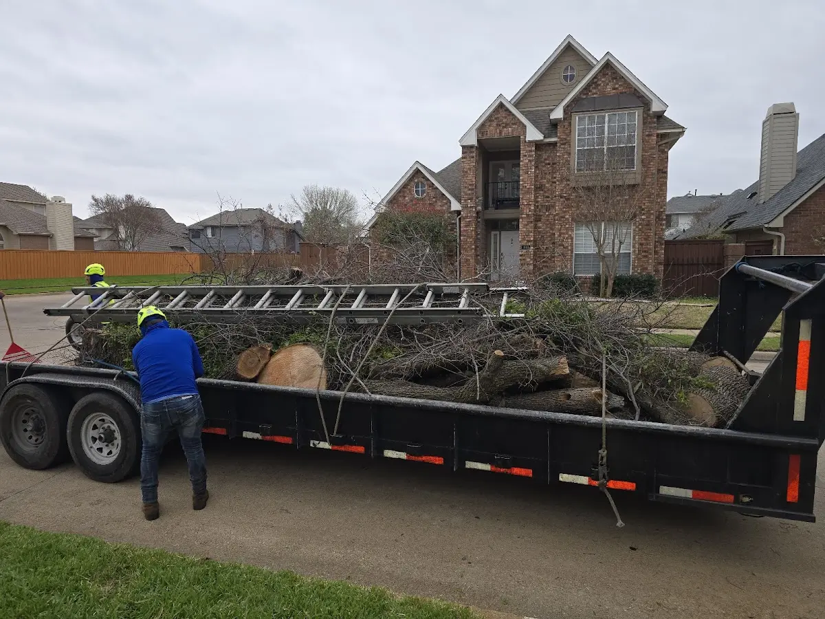 Expert Tree Pest Control with proper safety equipment in Luttrell